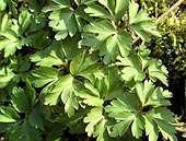Blatt (klicken zum Vergrößern) Blatt (klicken zum Vergrößern)