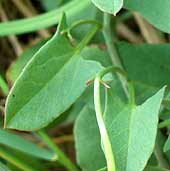 Blatt (klicken zum Vergrößern) Blatt (klicken zum Vergrößern)