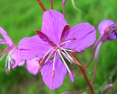 Blüte (klicken zum Vergrößern) Blüte (klicken zum Vergrößern)
