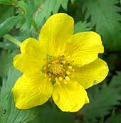 Blüte (klicken zum Vergrößern) Blüte (klicken zum Vergrößern)