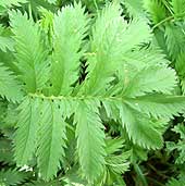 Blatt (klicken zum Vergrößern) Blatt (klicken zum Vergrößern)