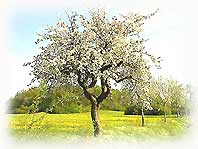 Apfelbaum am Langenbacher Haagkppel
