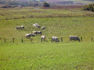 Rinder grasen am Glasberg